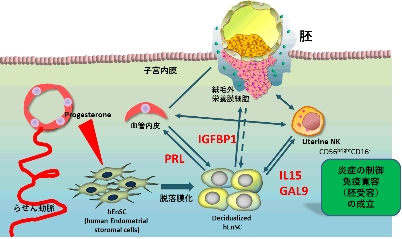 解剖生理学研究室(田中進 教授)